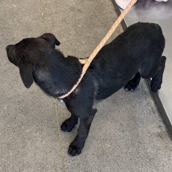 Mixed Breed Dogs Available for Adoption in Las Cruces, New Mexico - 106463 | PetCurious