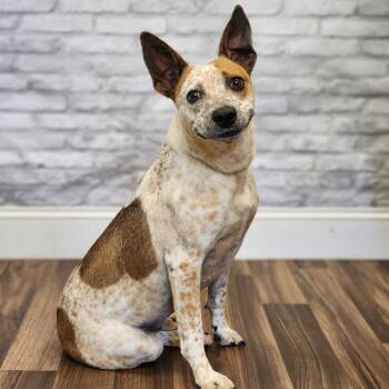 Camellia -  Cattle Dog and Mixed Breed Dog for Adoption in Montgomery, Alabama - Camellia | PetCurious