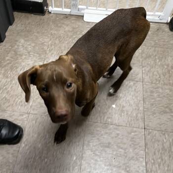 Princess Peach -  Chocolate Labrador Retriever and Mixed Breed Dog for Adoption in Enfield, New Hampshire - Princess Peach | PetCurious