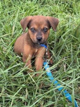 Paddington -  Mixed Breed Dog for Adoption in King William, Virginia - Paddington | PetCurious