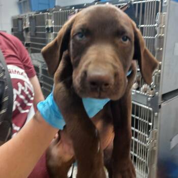 German Shorthaired Pointer and Labrador Retriever Dogs Available for Adoption in Hattiesburg, Mississippi - Howdy | PetCurious