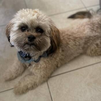 Zeus -  Shih Tzu and Chihuahua Dog for Adoption in Boca Raton, Florida - Zeus | PetCurious