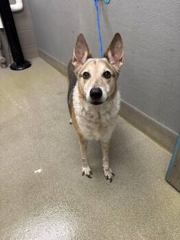 MRS CLAUS -  Australian Shepherd and Mixed Breed Dog Available for Adoption in Las Vegas, Nevada - MRS CLAUS | PetCurious