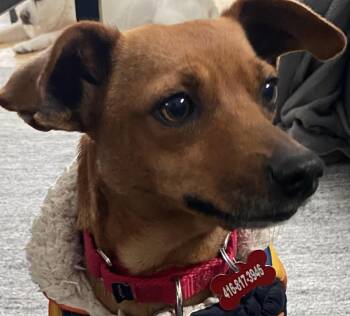 Miniature Pinscher Dogs Available for Adoption - FLORA - 14lb  Dog & Cat Friendly | PetCurious