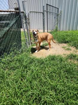 Creed -  Mixed Breed Dog for Adoption in Evansville, Indiana - Creed | PetCurious