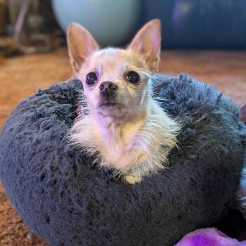 Chihuahua Dogs Available for Adoption - Lemon | PetCurious