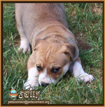 Rescue Yellow Labrador Retriever and Beagle Dogs for Adoption in South Bend, Indiana - Sally | PetCurious