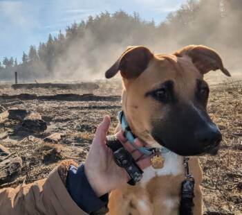 German Shepherd Dog and Vizsla Dogs Available for Adoption - Cheerio | PetCurious