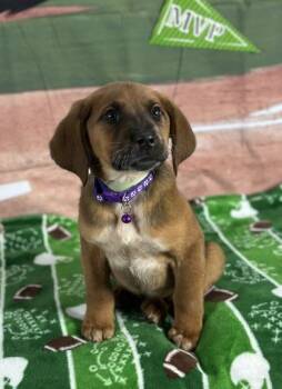 Hound and Mixed Breed Dogs Available for Adoption - Snap | PetCurious