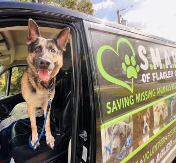 Rescue German Shepherd Dog Dogs for Adoption in Palm Coast, Florida - Max | PetCurious