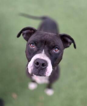 Mixed Breed Dogs Available for Adoption - MELODY | PetCurious