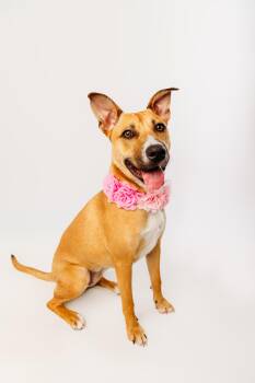 Rescue Black Mouth Cur and Rhodesian Ridgeback Dogs for Adoption - Cami | PetCurious