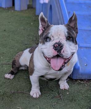 French Bulldog and English Bulldog Dogs Available for Adoption - Boomer | PetCurious