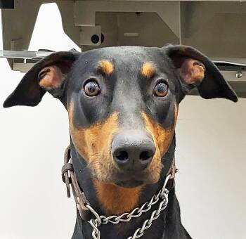 Rescue Doberman Pinscher Dogs for Adoption in Las Vegas, Nevada - Winnie | PetCurious