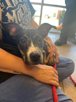 Pepper -  Mixed Breed Dog for Adoption in Marion, Ohio - Pepper | PetCurious
