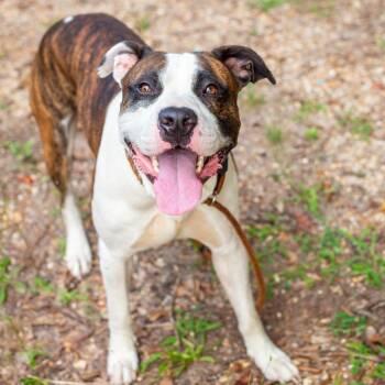 Shmelvin -  American Staffordshire Terrier and Mixed Breed Dog for Adoption in Hattiesburg, Mississippi - Shmelvin | PetCurious