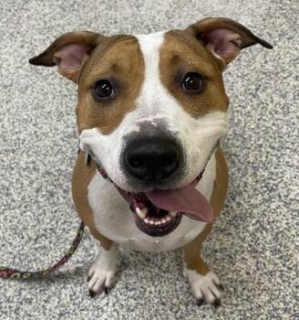 Baby -  Pit Bull Terrier Dog for Adoption in Golden, Colorado - Baby | PetCurious