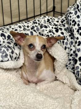 Chihuahua and Dachshund Dogs Available for Adoption in Texarkana, Texas - Suki | PetCurious