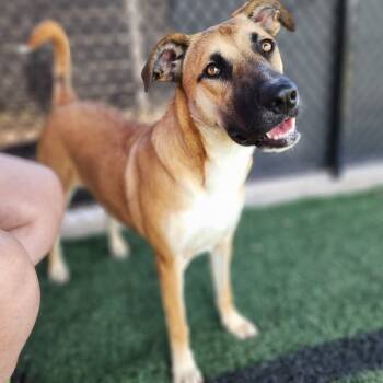 Rescue Black Mouth Cur and German Shepherd Dog Dogs for Adoption in Middletown, New York - Money | PetCurious
