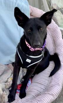 Shayna -  Shepherd Dog for Adoption in Hillside, Illinois - Shayna | PetCurious