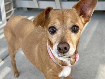 Chihuahua Dogs Available for Adoption in Colorado Springs, Colorado - BONNIE | PetCurious