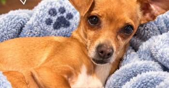 Patagonia -  Chihuahua Dog for Adoption in San Diego, California - Patagonia | PetCurious
