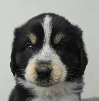 Australian Shepherd Dogs Available for Adoption in Newport, Tennessee - Hawkster | PetCurious