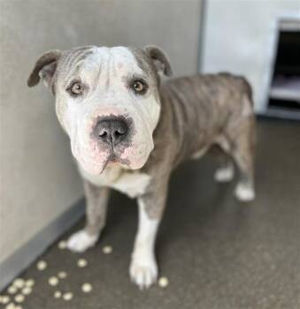 English Bulldog Dogs Available for Adoption - CHEESE | PetCurious