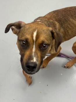 Kay -  Labrador Retriever and Shepherd Dog for Adoption in Hartsville, South Carolina - Kay | PetCurious