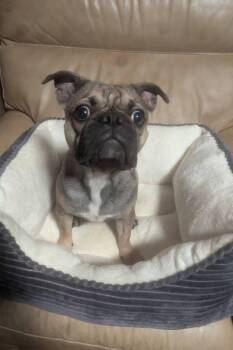 Pug Dogs Available for Adoption in Oakland, California - Luna | PetCurious
