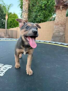 Kloe -  Jack Russell Terrier and Staffordshire Bull Terrier Dog for Adoption in Phoenix, Arizona - Kloe | PetCurious
