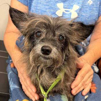 Master Splinter (Monkey Man) -  Yorkshire Terrier and Wirehaired Terrier Dog for Adoption in Tampa, Florida - Master Splinter (Monkey Man) | PetCurious