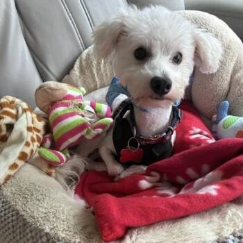 Jackson -  Bichon Frise and Poodle Dog for Adoption in Alafaya, Florida - Jackson | PetCurious
