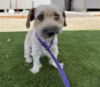 PUDDING -  Lhasa Apso and Mixed Breed Dog for Adoption in San Bernardino, California - PUDDING | PetCurious
