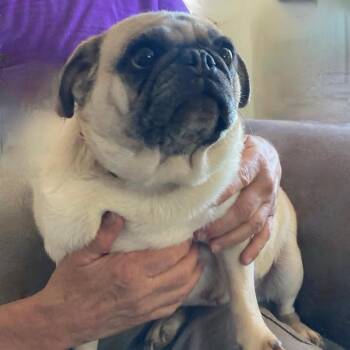 Thelma -  Pug Dog for Adoption in Tonasket, Washington - Thelma | PetCurious