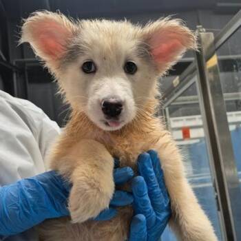 Paris -  Samoyed and Mixed Breed Dog for Adoption in Morton Grove, Illinois - Paris | PetCurious