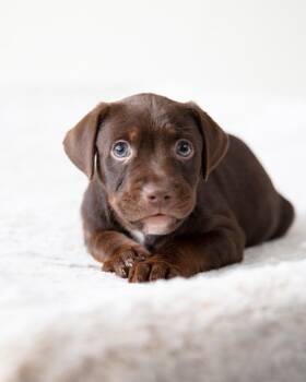 Chocolate Labrador Retriever and Chihuahua Dogs Available for Adoption in Coachella, California - Charlie Brown | PetCurious