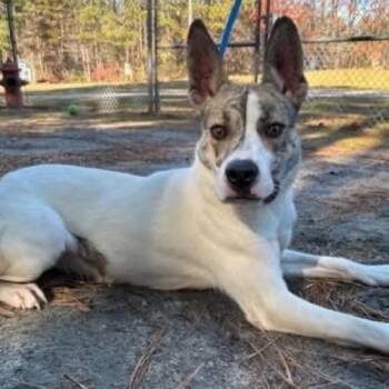 Shepherd and Mixed Breed Dogs Available for Adoption - Honey | PetCurious