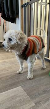 Maltipoo Dogs Available for Adoption in Selah, Washington - Peanut | PetCurious