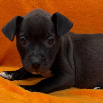 Gwen -  Black Labrador Retriever and Mixed Breed Dog for Adoption in St. Peters, Missouri - Gwen | PetCurious