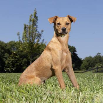 Elena -  Mixed Breed Dog for Adoption in Franklin, Tennessee - Elena | PetCurious