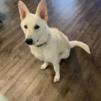 Rescue German Shepherd Dog Dogs for Adoption in Los Angeles, California - Everest~ Loyal And Obedient | PetCurious