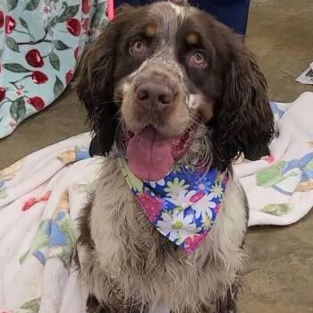 English Springer Spaniel Dogs Available for Adoption in Woolwich, Maine - Brew | PetCurious