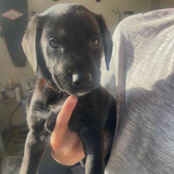 Makani -  Labrador Retriever and Spaniel Dog for Adoption in Escondido, California - Makani | PetCurious