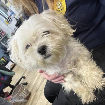 Snowball -  Maltese Dog for Adoption in Newark, New Jersey - Snowball | PetCurious