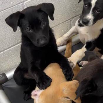 Shug -  Mixed Breed Dog for Adoption in Walker, Michigan - Shug | PetCurious