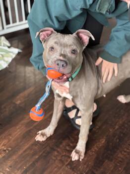Rescue Pit Bull Terrier Dogs for Adoption in Felton, Pennsylvania - Prada | PetCurious