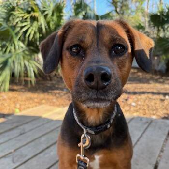 Mixed Breed Dogs Available for Adoption - Pebbles | PetCurious