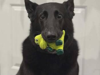 German Shepherd Dog Dogs Available for Adoption - Diana  | PetCurious