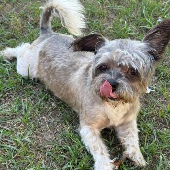 LENNY 26-06-116 -  Shih Tzu and Terrier Dog for Adoption in Bastrop, Texas - LENNY 26-06-116 | PetCurious